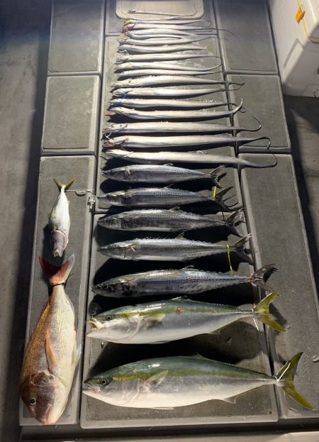 SeaRide(シーライド) 釣果