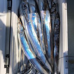 フィッシング キッタカ 釣果