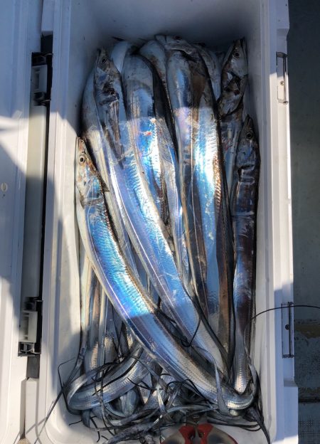 フィッシング キッタカ 釣果