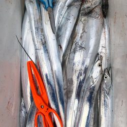 フィッシング キッタカ 釣果