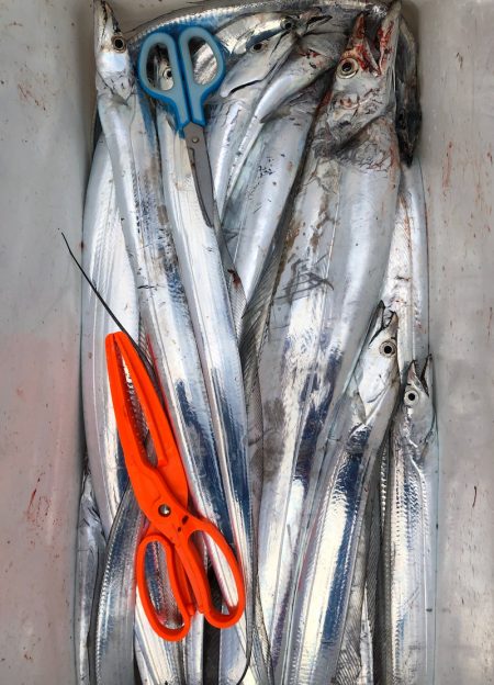 フィッシング キッタカ 釣果