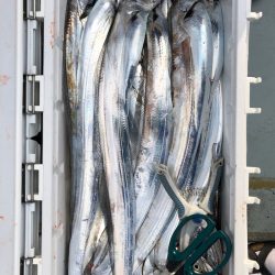 フィッシング キッタカ 釣果