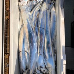 フィッシング キッタカ 釣果