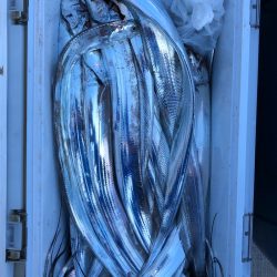 フィッシング キッタカ 釣果