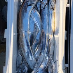 フィッシング キッタカ 釣果