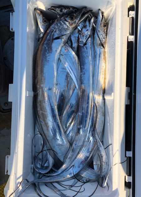 フィッシング キッタカ 釣果