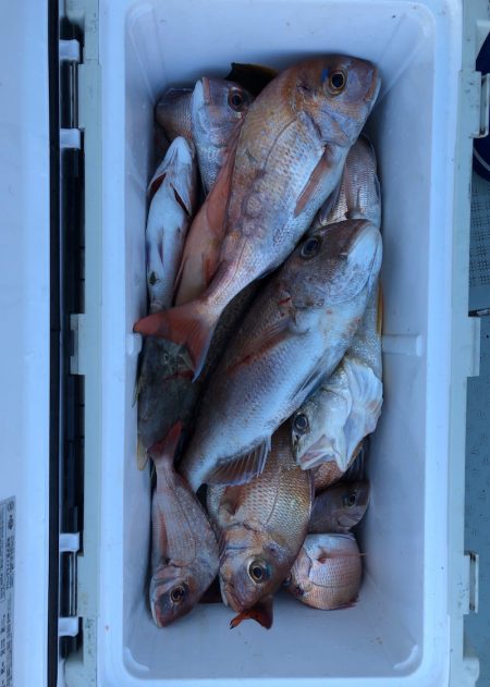 フィッシング キッタカ 釣果