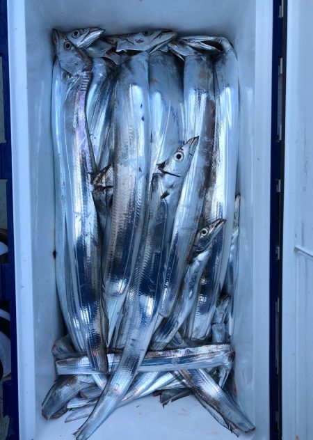 フィッシング キッタカ 釣果