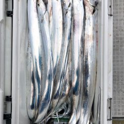 フィッシング キッタカ 釣果