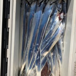 フィッシング キッタカ 釣果