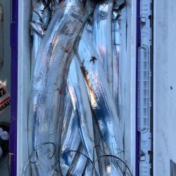 フィッシング キッタカ 釣果