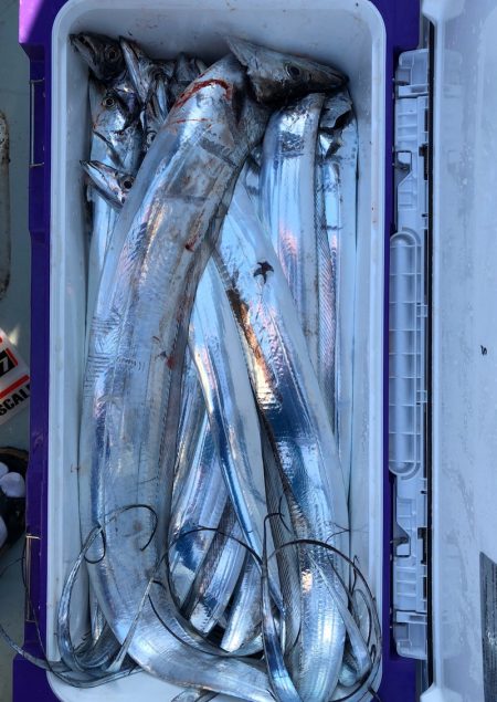 フィッシング キッタカ 釣果