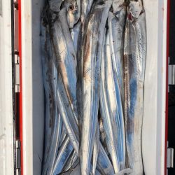 フィッシング キッタカ 釣果