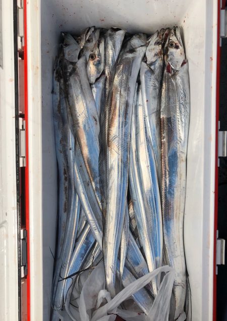 フィッシング キッタカ 釣果