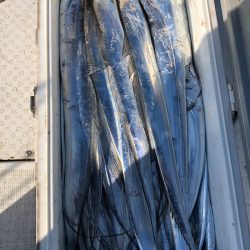 フィッシング キッタカ 釣果