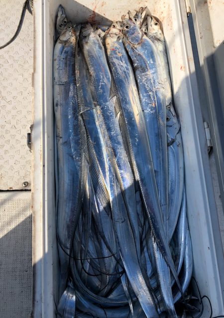 フィッシング　キッタカ 釣果