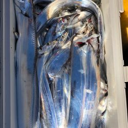 フィッシング キッタカ 釣果