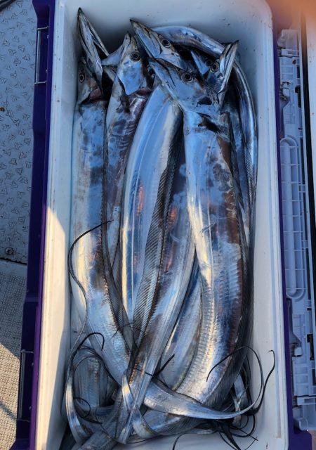 フィッシング キッタカ 釣果