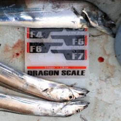 フィッシング キッタカ 釣果