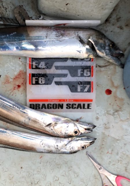 フィッシング キッタカ 釣果