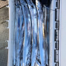 フィッシング キッタカ 釣果