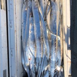 フィッシング キッタカ 釣果