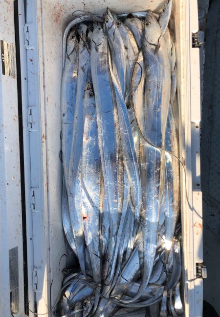 フィッシング キッタカ 釣果