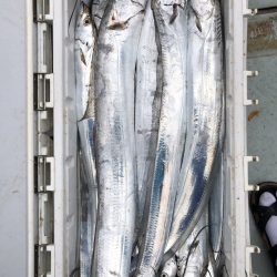 フィッシング キッタカ 釣果