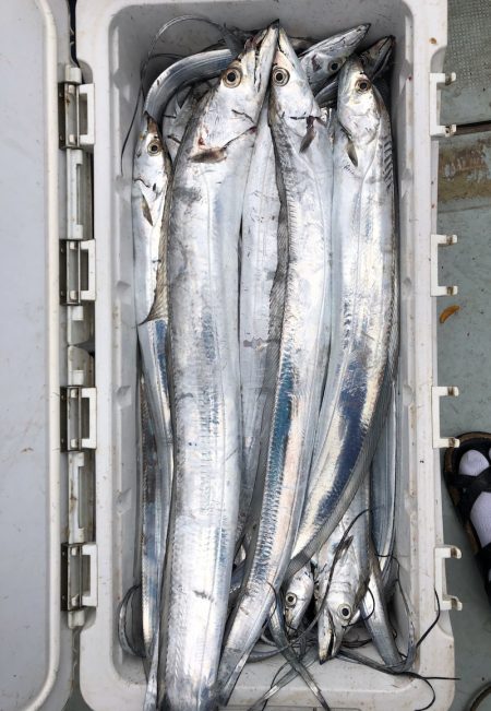 フィッシング キッタカ 釣果