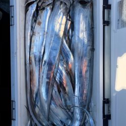 フィッシング キッタカ 釣果