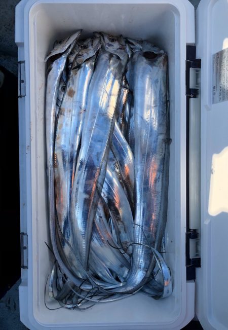 フィッシング キッタカ 釣果