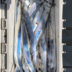 フィッシング キッタカ 釣果