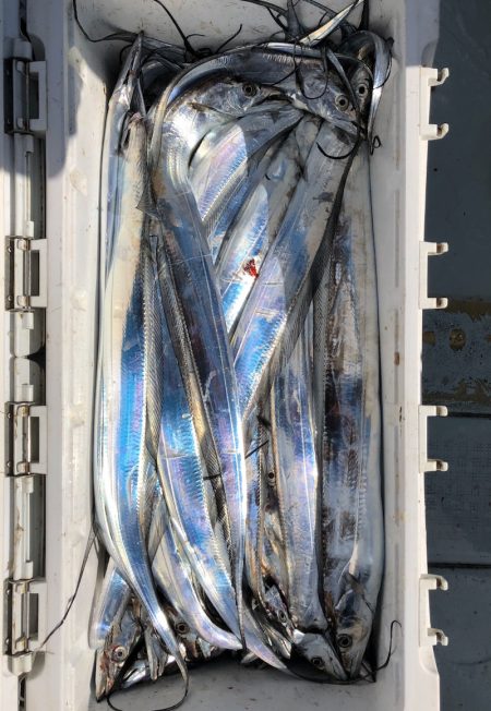 フィッシング キッタカ 釣果