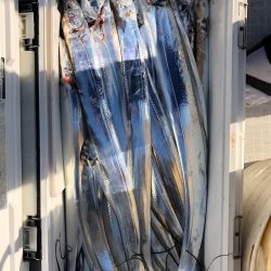 フィッシング キッタカ 釣果