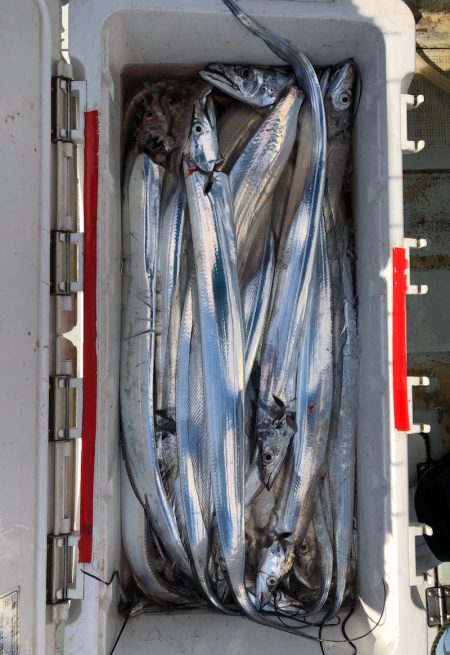 フィッシング キッタカ 釣果