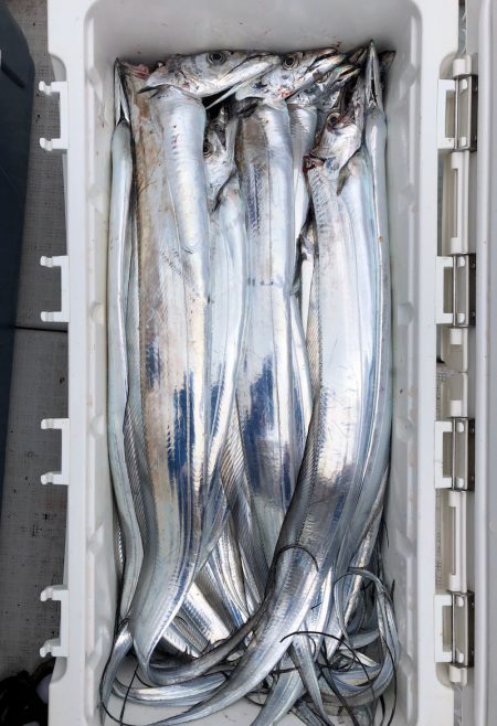 フィッシング キッタカ 釣果