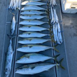 SeaRide(シーライド) 釣果