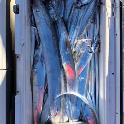 フィッシング キッタカ 釣果