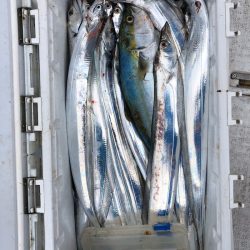 フィッシング キッタカ 釣果