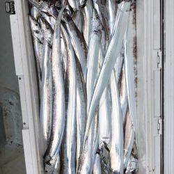 フィッシング キッタカ 釣果