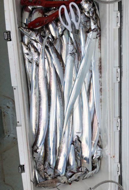 フィッシング キッタカ 釣果