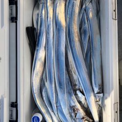 フィッシング キッタカ 釣果