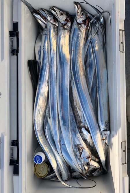 フィッシング キッタカ 釣果