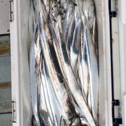 フィッシング キッタカ 釣果