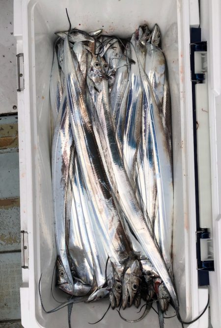 フィッシング キッタカ 釣果