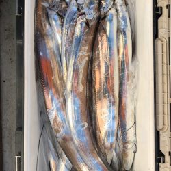 フィッシング キッタカ 釣果