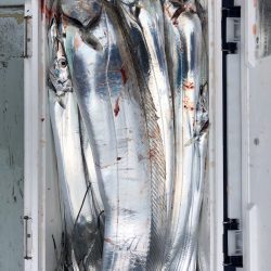 フィッシング キッタカ 釣果