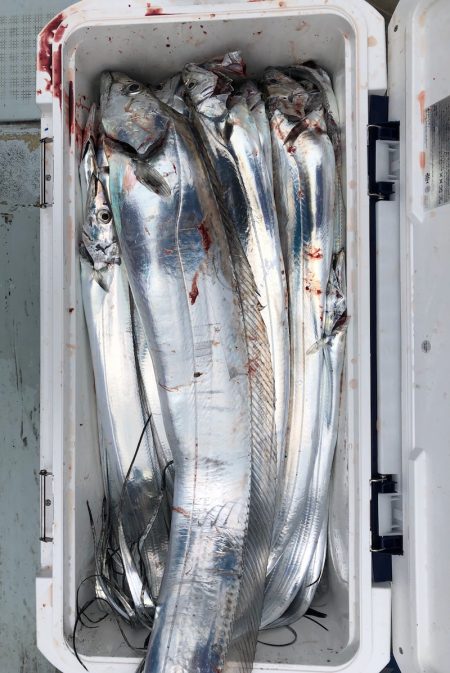 フィッシング キッタカ 釣果