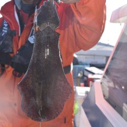 渡船屋たにぐち 釣果