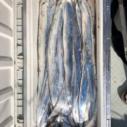 フィッシング キッタカ 釣果